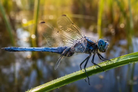 Variation preview image for 4K Macro Insect Photography Pack