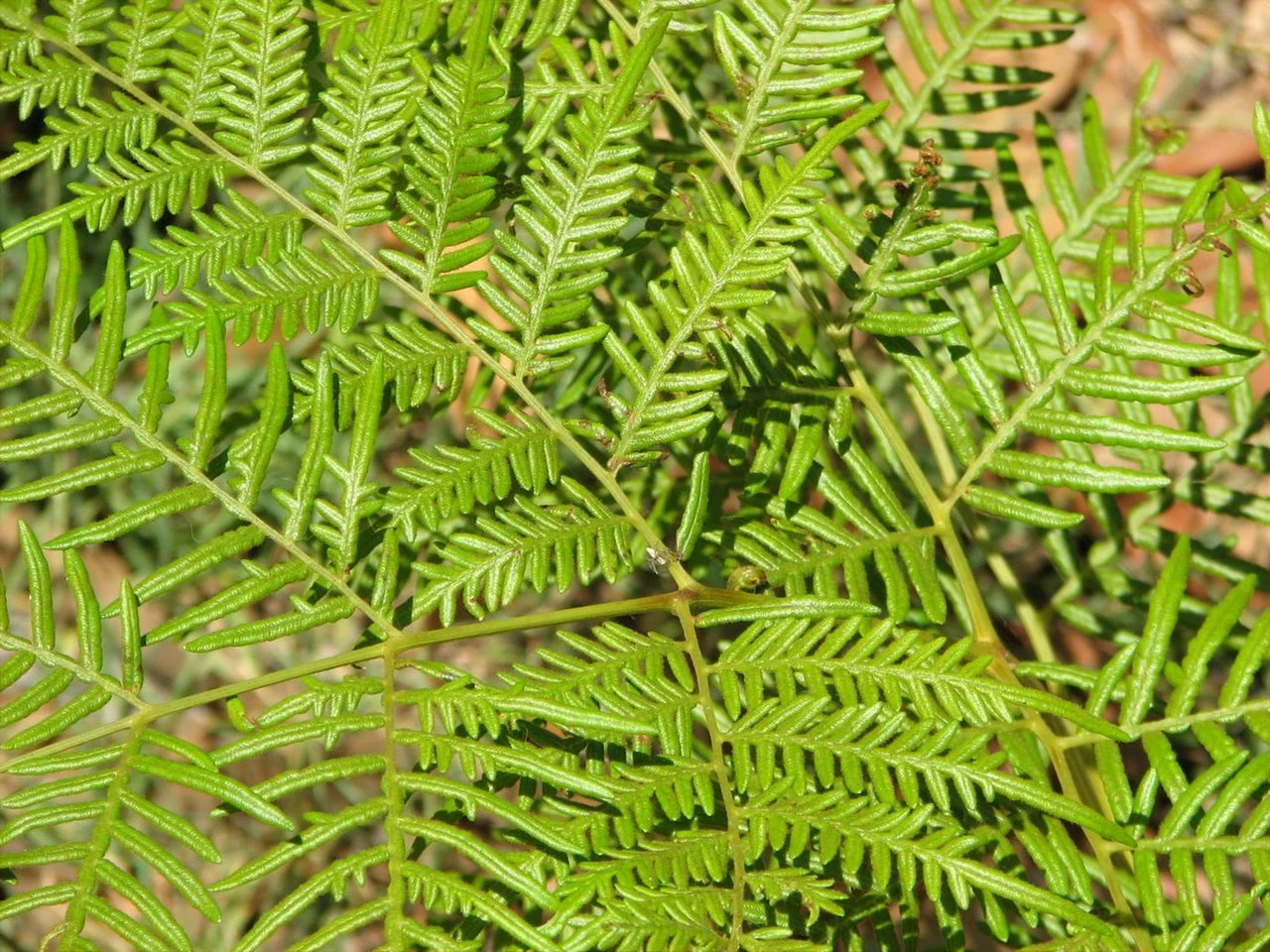 Fern