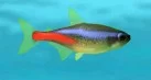 Neon Fish
