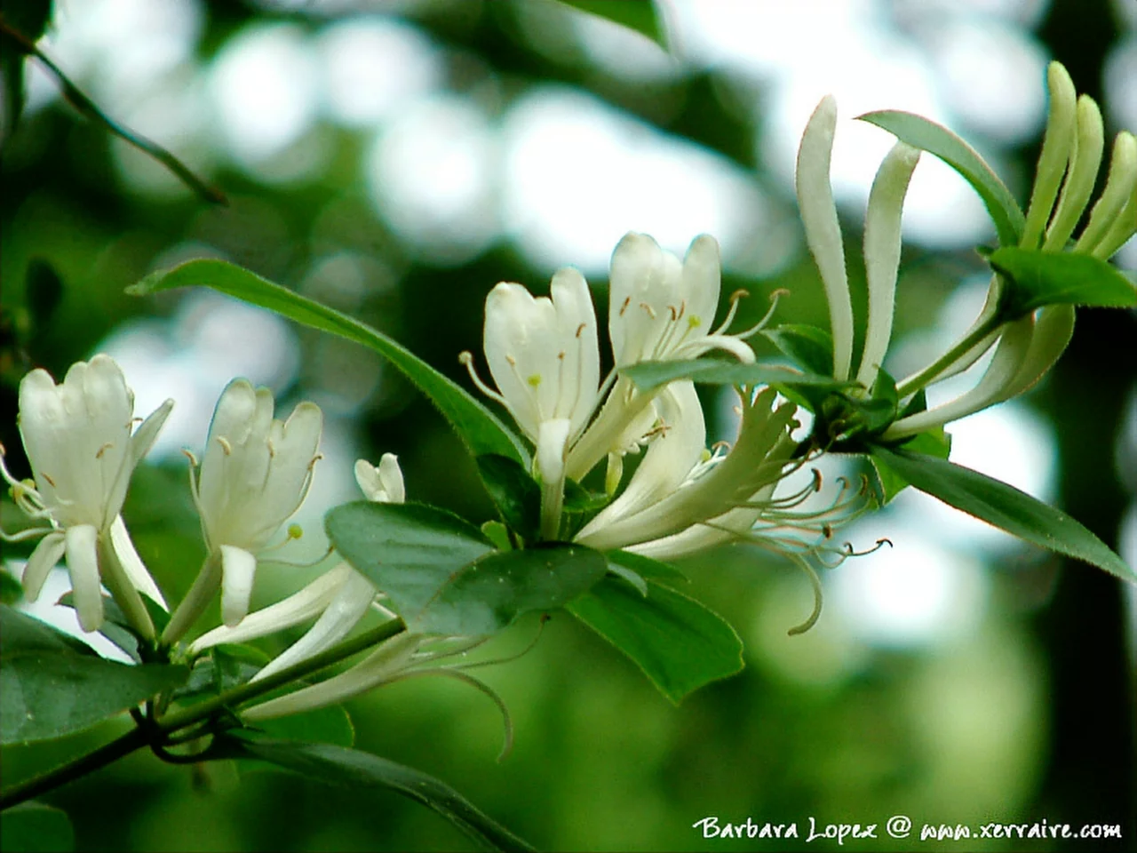 Honeysuckle