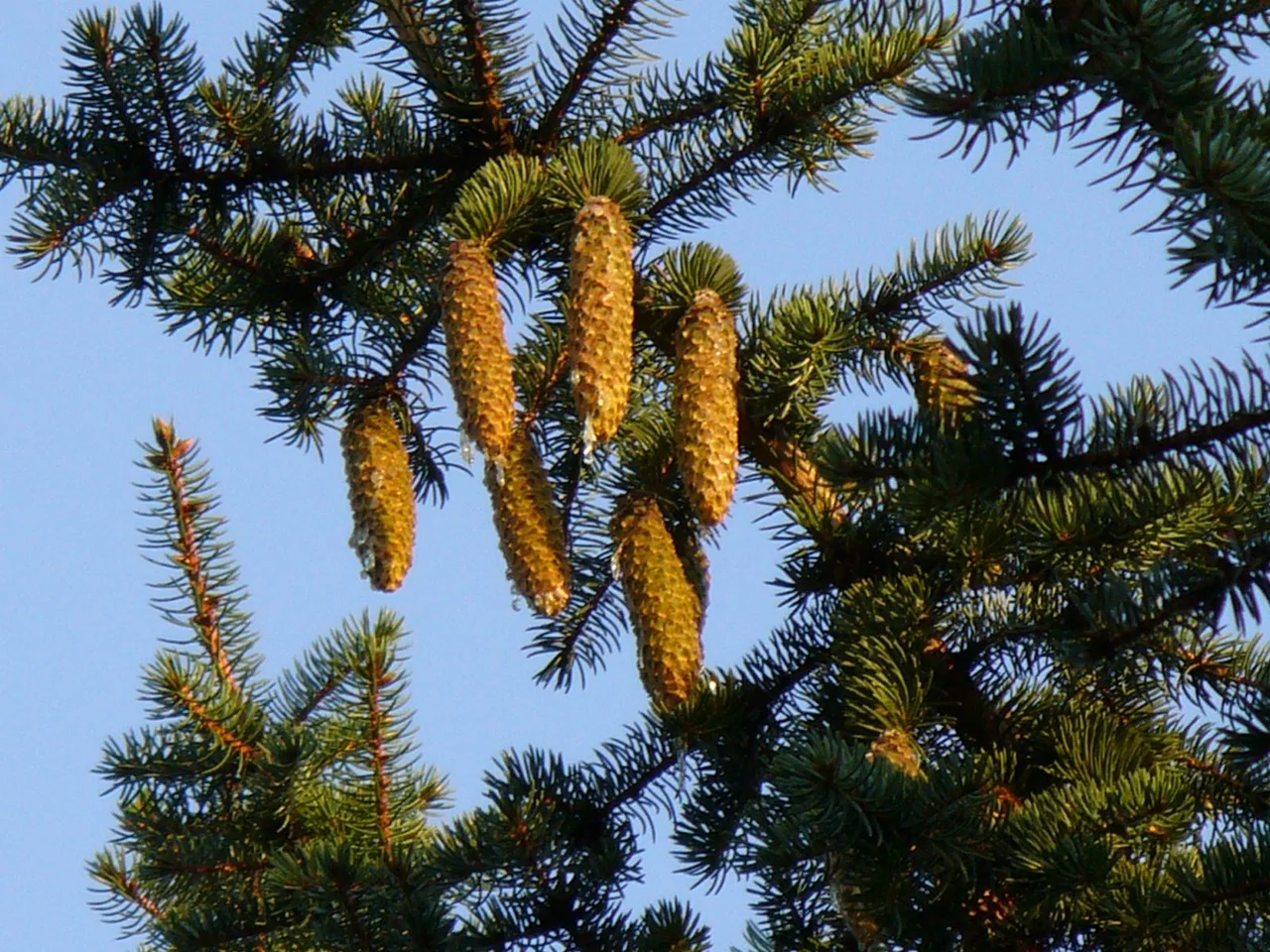 fir cones