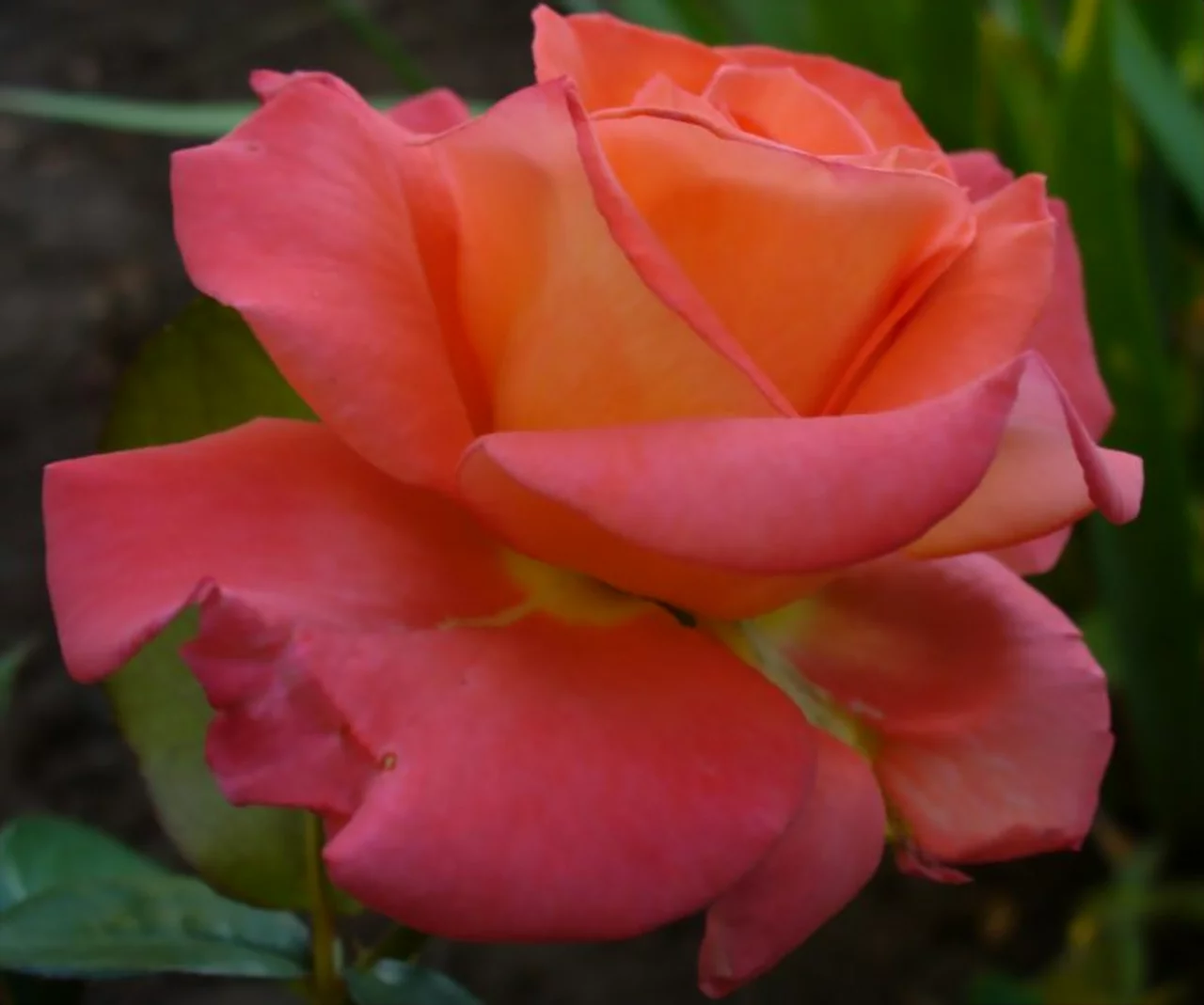 The Red Rose