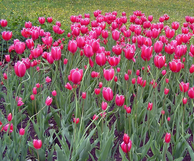 Alls Pink