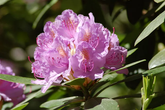 Pink Beauty