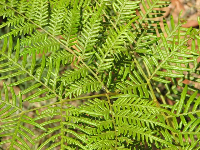 Fern