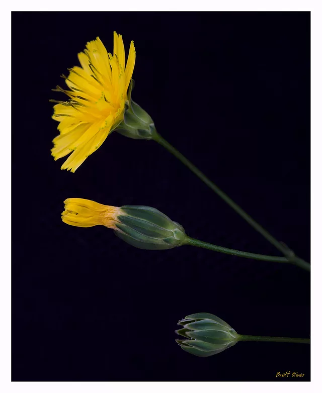 Cover artwork for Flowers