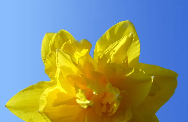 yellow flower