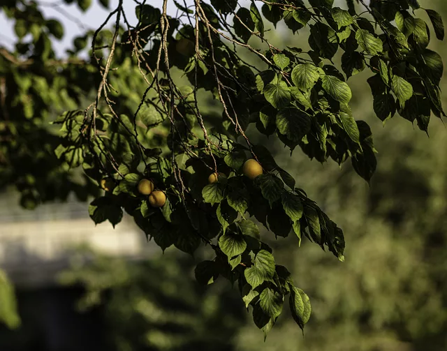 Apricots