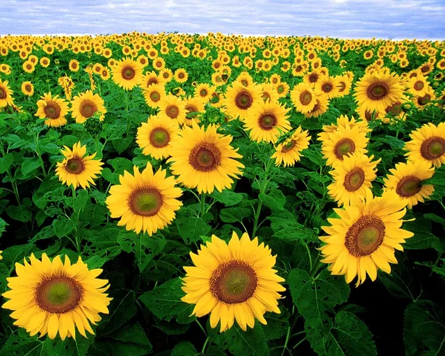 Yellow Land
