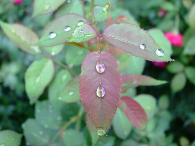 DROPS