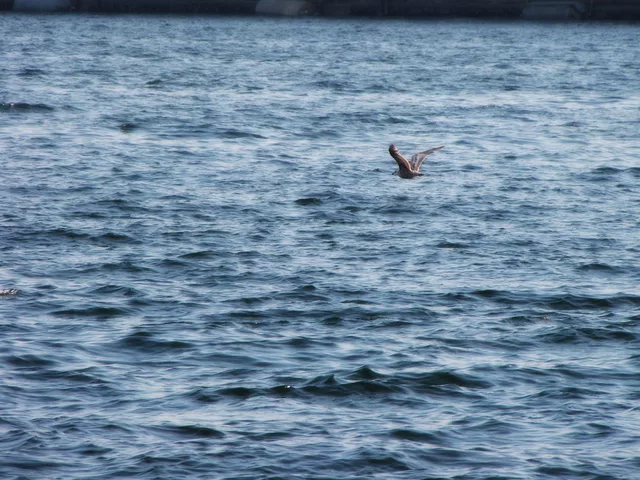 Fly
