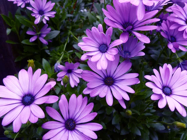 African Daisies