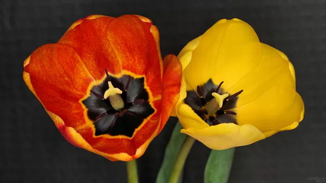 Spring In