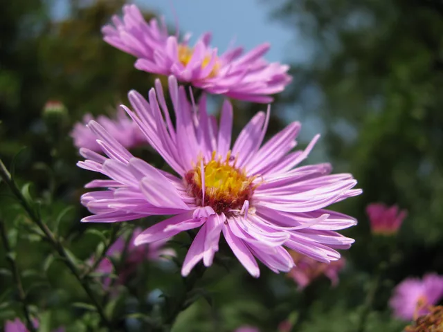 Purple flowers
