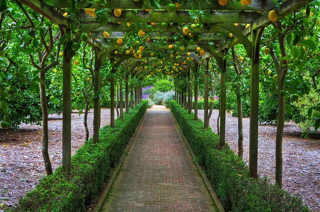 Lemonade Anyone