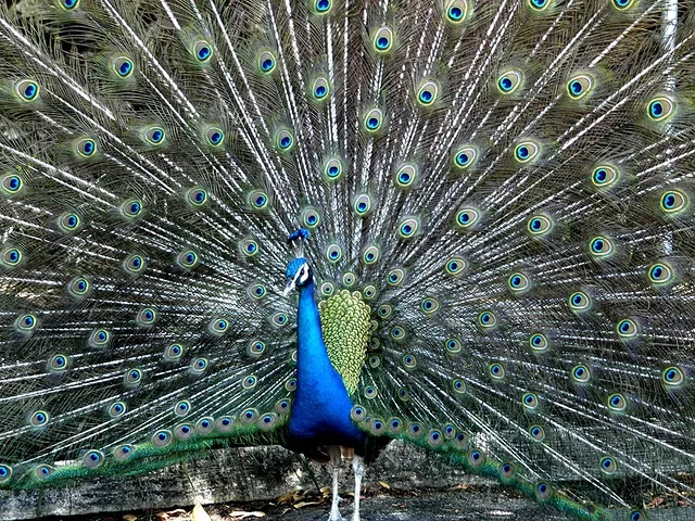 SPREAD THE COLORS