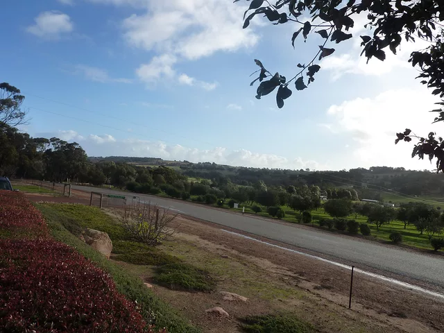 Olives farm