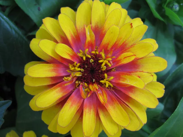 Dahlia