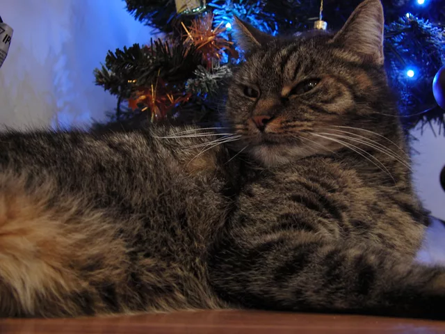 Our cat