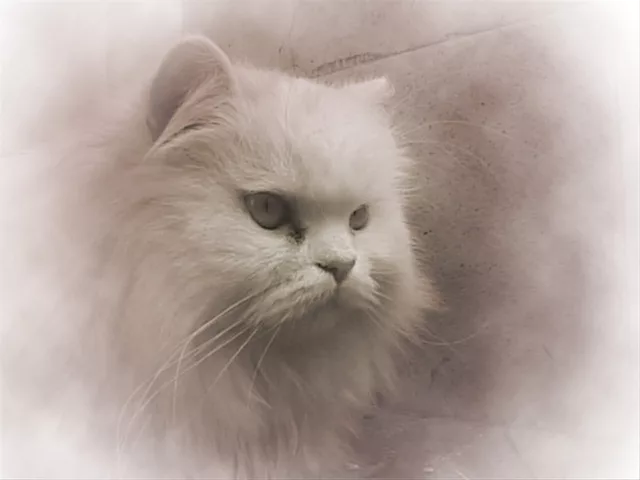 My Cat