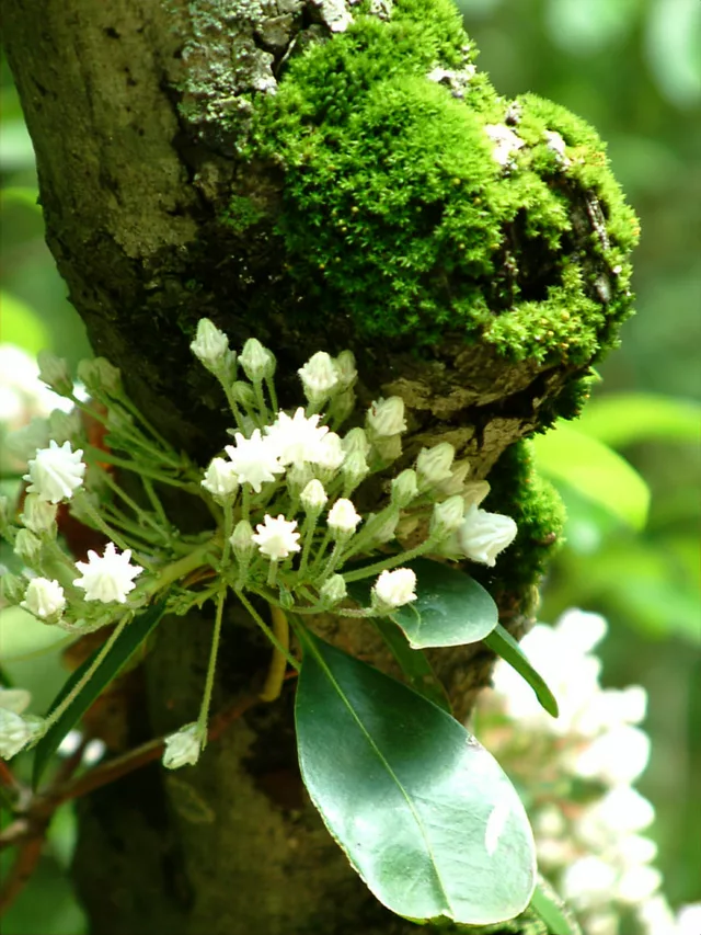 Mountain Laurel & Moss