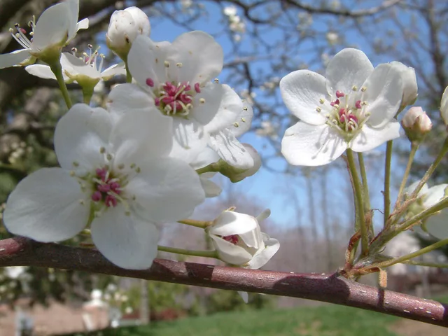 Cherry Blossoms