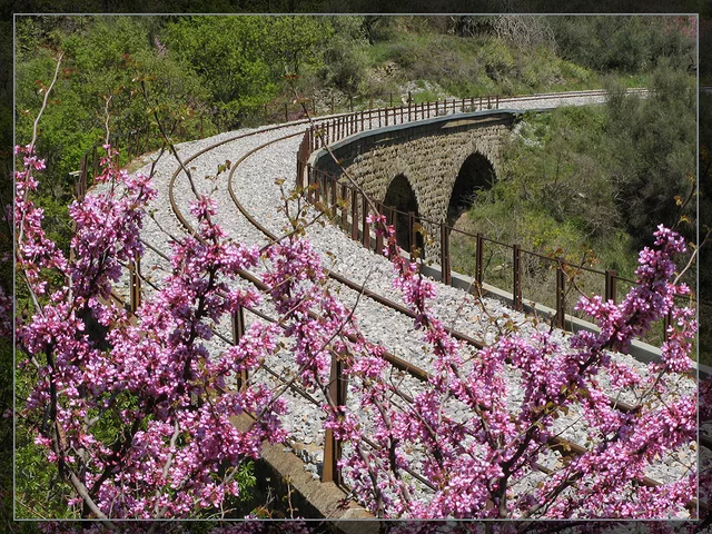Railway Beauty