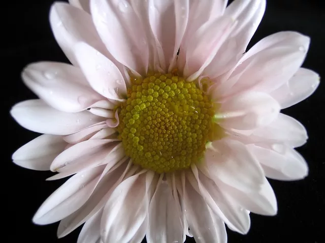 Flower 1
