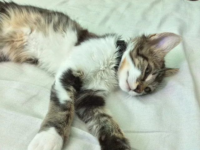 Sleepy Kitten Resting on a White Bed