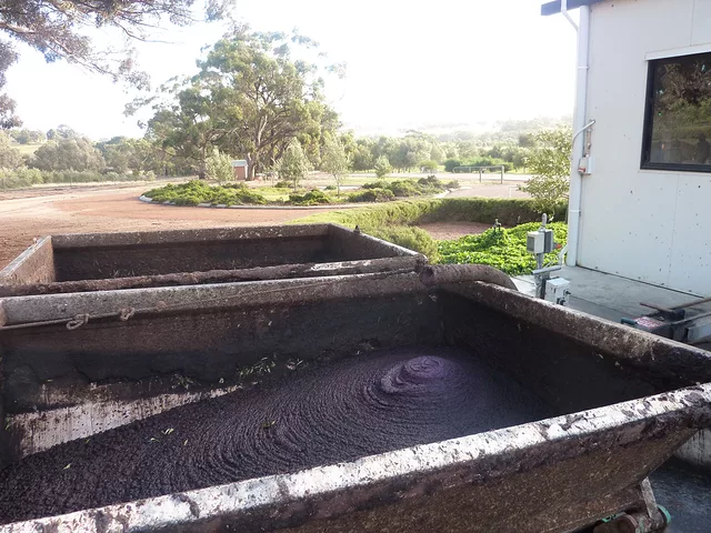 olives waste