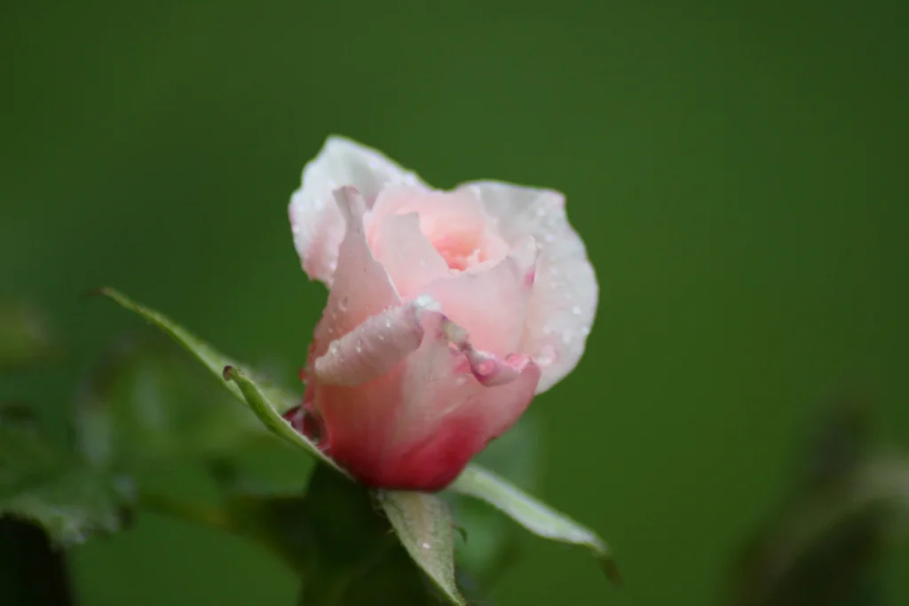 Soft Pink Rosebud with Morning Dew