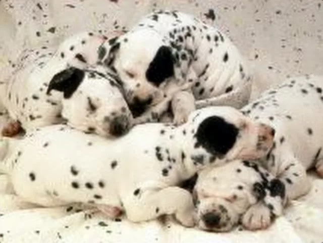 alls sleep