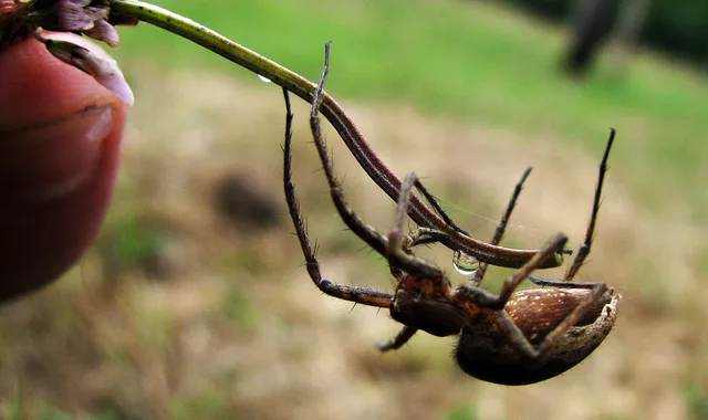 Crawling Spider
