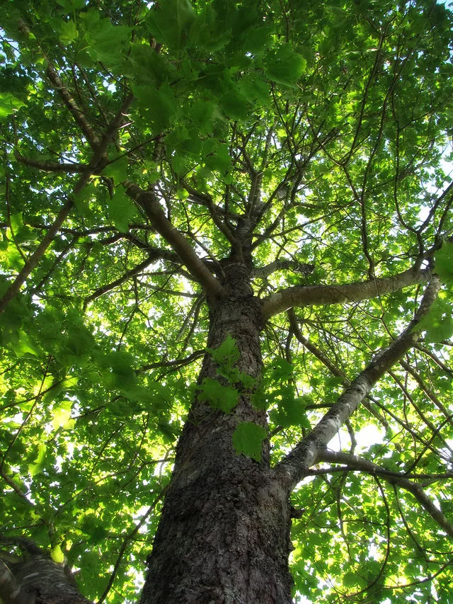 Oxygen