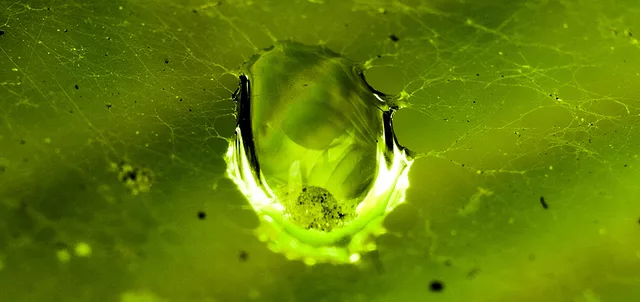 waterdrop in spinnet