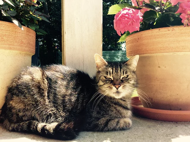 Cat