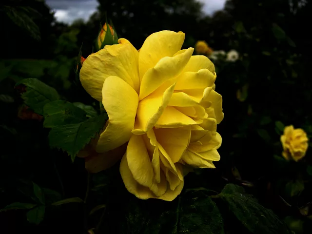 SunRose