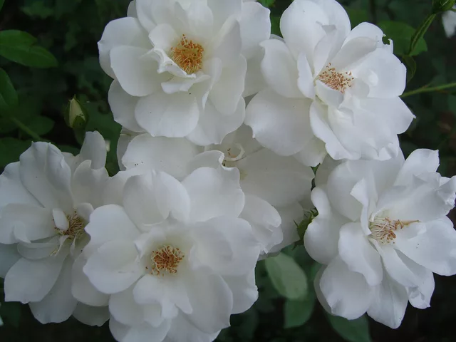 White roses