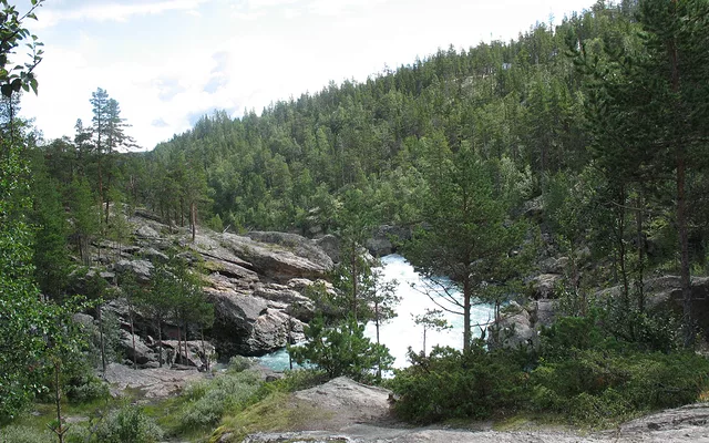 Norway Forest