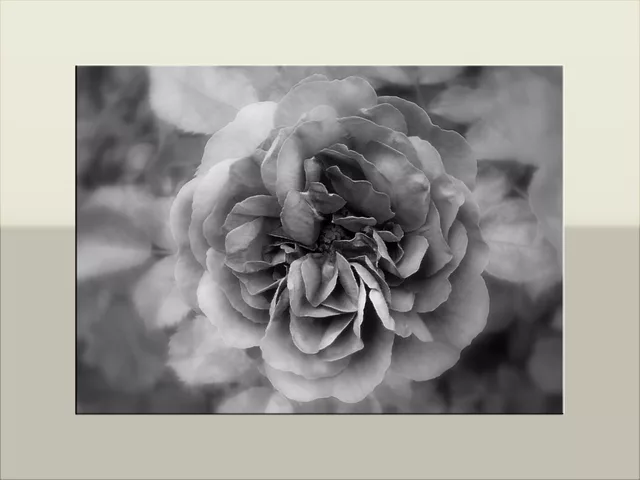 Gray rose