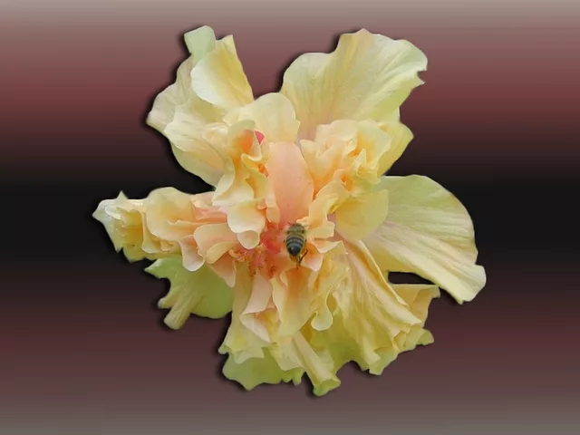 Bee Nice