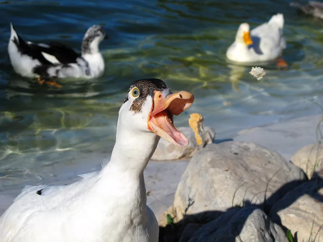 Duck