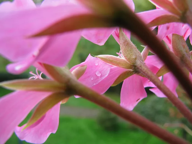 flower dew