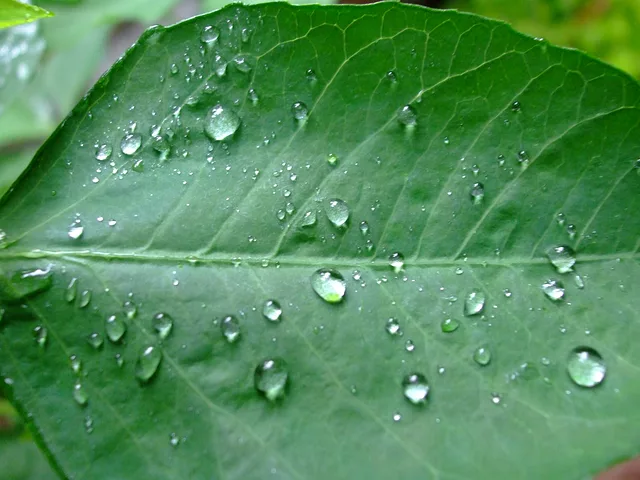Shiny drops