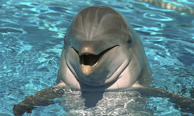 Aways Smile Like Me