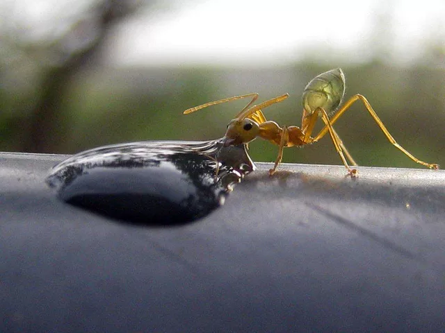 Drunk Ant
