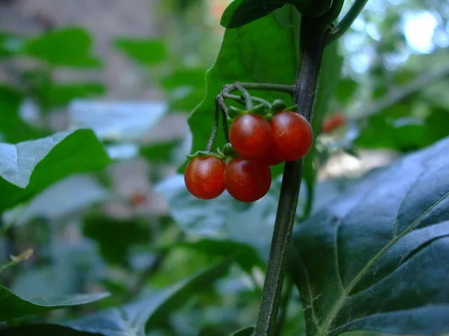 Berrys