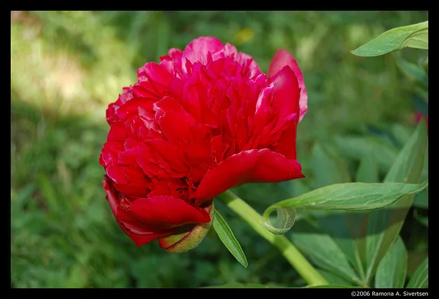 My Rose