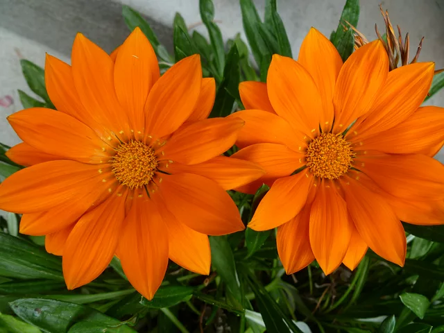 Gazania 