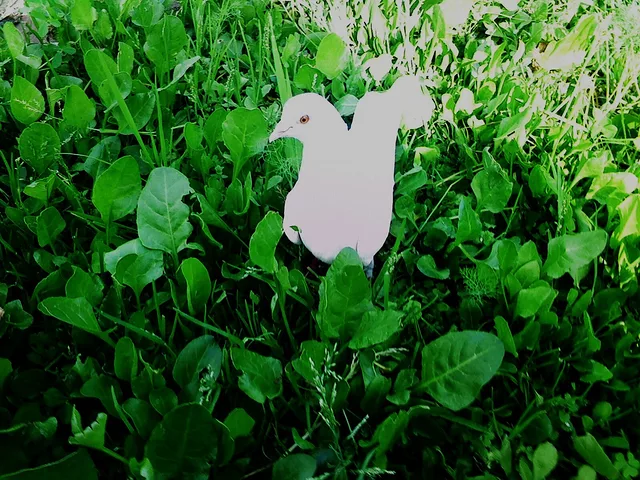 WHITE PIGEON